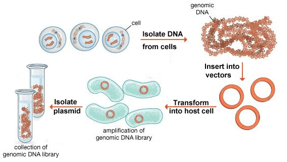 Genomic Library Construction Service